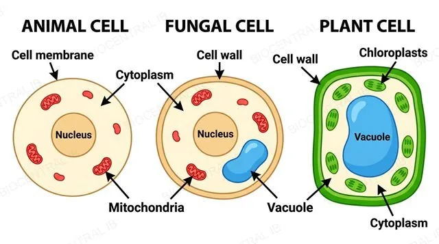 Animal, fungal, and plant cells compared side by side