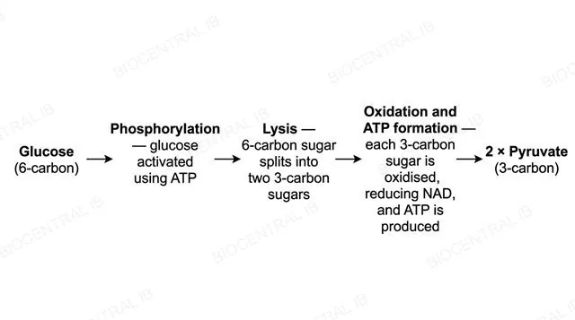 Flowchart of glycolysis showing glucose, phosphorylation, lysis, oxidation and ATP formation, ending in two pyruvate molecules