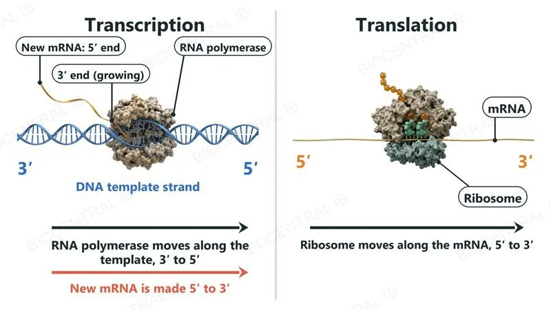Left, transcription: RNA polymerase on the DNA template strand, which runs 3' on the left to 5' on the right, with arrows showing the enzyme moving rightward and the new mRNA growing 5' to 3'. Right, translation: a ribosome on mRNA with the 5' end on the left and the 3' end on the right, moving rightward, 5' to 3'.