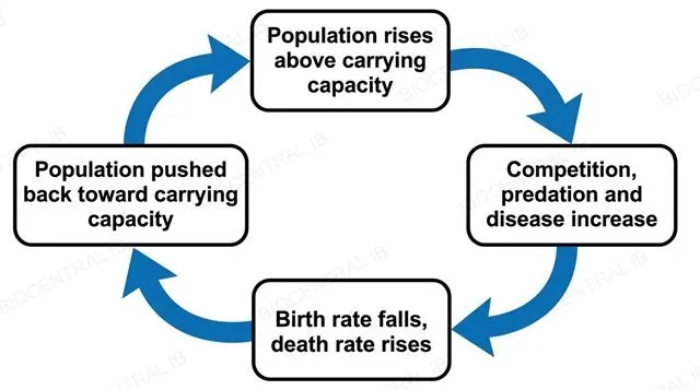A flat line graph with numeric axes showing population size rising then flattening into a plateau, with a horizontal dashed line labeled carrying capacity K marking the plateau level