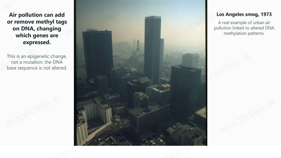 A real 1973 photograph of heavy smog over the Los Angeles skyline, with skyscrapers fading into brown haze, captioned that air pollution can add or remove methyl tags on DNA and change which genes are expressed.