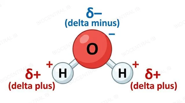 A single bent water molecule with delta-plus and delta-minus partial charges labelled