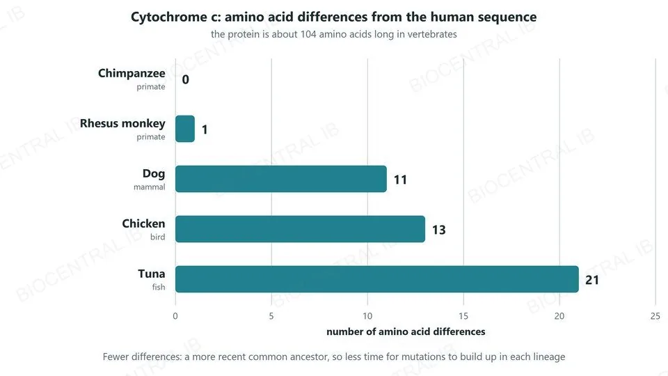 A bar chart of amino acid differences in cytochrome c compared with humans: chimpanzee 0, rhesus monkey 1, dog 11, chicken 13, tuna 21. Fewer differences mean a more recent common ancestor