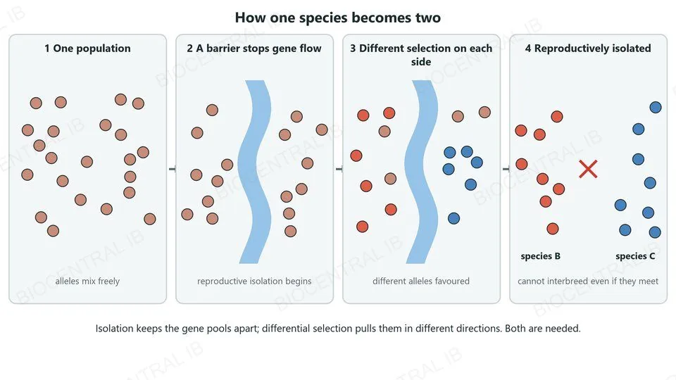 Four stages: one population with alleles mixing freely; a river barrier stops gene flow; different selection on each side favours different alleles; the two populations become reproductively isolated species B and C that cannot interbreed even if they meet