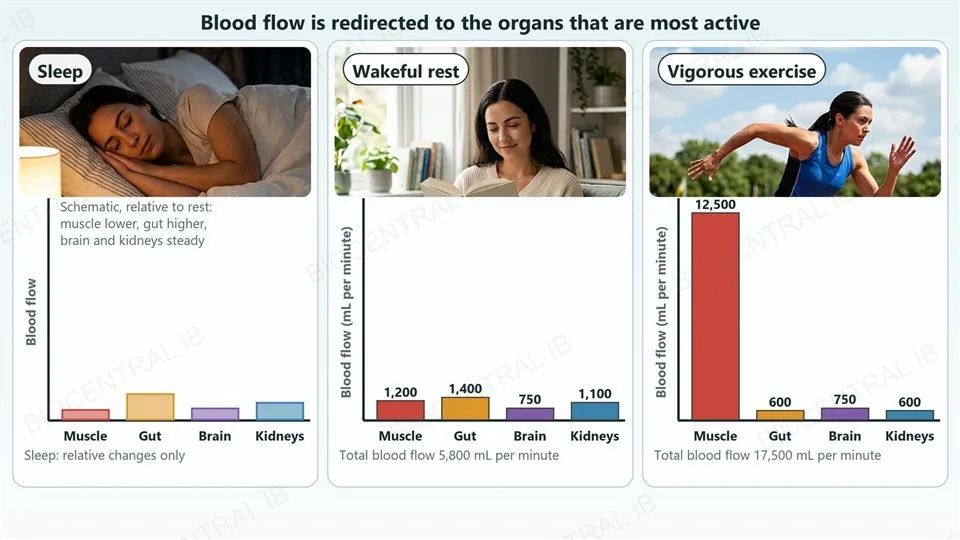 Three panels, each with a photograph and a bar chart for skeletal muscle, gut, brain and kidneys. Sleep (a photograph of a woman asleep): a schematic chart showing muscle lower than at rest, gut higher, and brain and kidneys steady. Wakeful rest (a woman reading): blood flow in millilitres per minute is muscle 1,200, gut 1,400, brain 750 and kidneys 1,100, a total of 5,800. Vigorous exercise (a sprinter): muscle 12,500, gut 600, brain 750 and kidneys 600, a total of 17,500.
