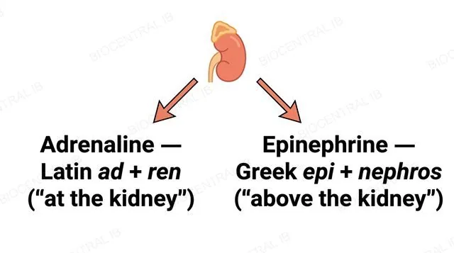 An adrenal-gland icon with two arrows pointing to two text panels showing the Latin origin of adrenaline and the Greek origin of epinephrine, both referring to the same hormone