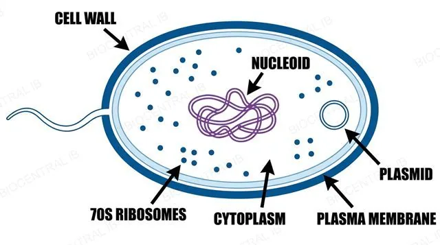 Labelled prokaryotic cell showing cell wall, plasma membrane, nucleoid, ribosomes, plasmid, and flagellum