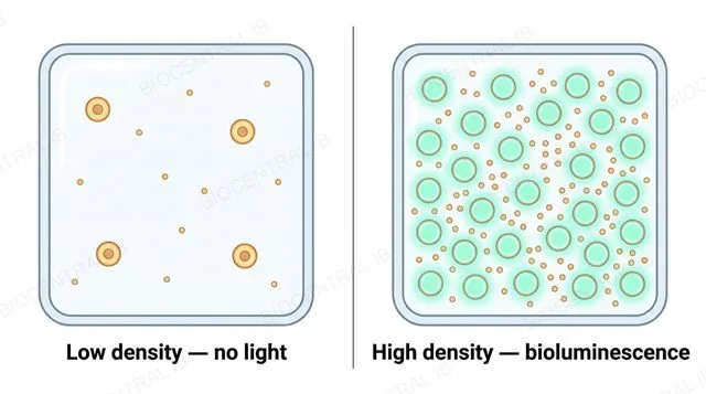 Two panels comparing a low-density bacterial population with no glow to a high-density bacterial population glowing once a signalling-molecule threshold is crossed, labeled low density no light and high density bioluminescence