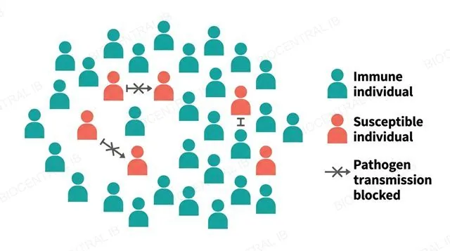 A flat grid diagram of many small human silhouette icons, most colored to represent immune individuals and a few colored differently to represent susceptible individuals scattered among them, with short blocked arrows shown stopping between susceptible icons because immune icons separate them, labeled Immune individual, Susceptible individual and Pathogen transmission blocked