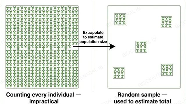 A flat diagram contrasting a field completely covered in plant icons labeled counting every individual impractical, against the same field with a scattered random subset of small sample squares labeled random sample used to estimate total, with an arrow labeled extrapolate to estimate population size