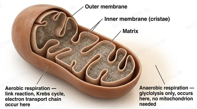 Labeled mitochondrion cross-section beside plain cytoplasm, showing aerobic respiration requires mitochondria while anaerobic respiration does not