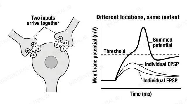 A postsynaptic neuron receiving EPSP inputs from two different presynaptic neurons arriving at the same instant, with a graph showing two small individual EPSP curves and one larger bold summed-potential curve crossing the dashed threshold line, labeled two inputs arrive together, individual EPSP, summed potential and threshold