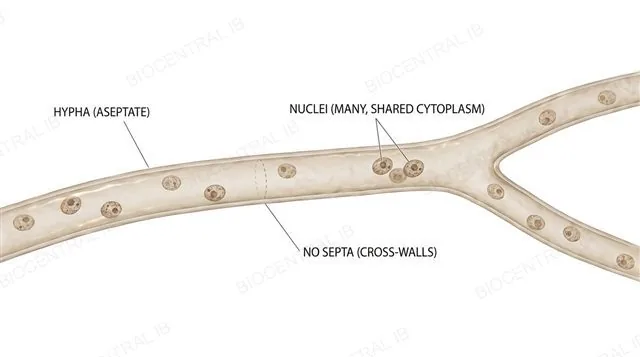 Labelled diagram of an aseptate fungal hypha, a continuous tube of cytoplasm with many nuclei scattered along its length and no septa dividing it