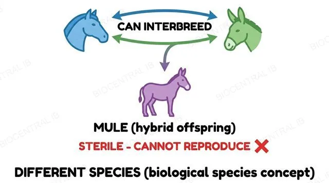Diagram showing a horse and donkey can interbreed to produce a mule, which is sterile and cannot reproduce, so they count as different species under the biological species concept