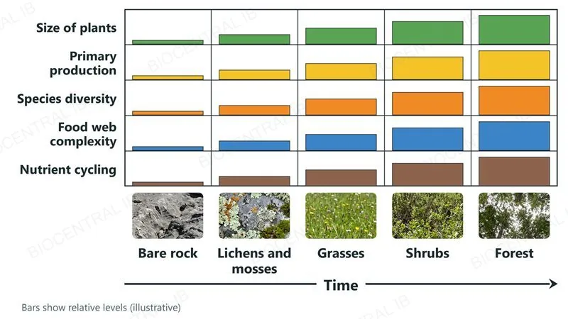 Five rows of bars, one each for plant size, primary production, species diversity, food web complexity and nutrient cycling, all growing across five stages of succession
