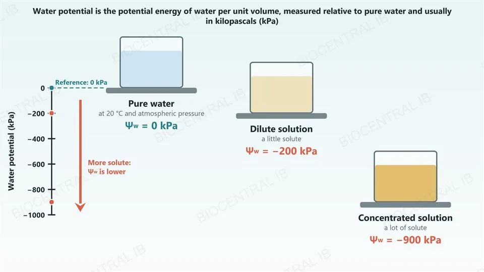A vertical scale of water potential in kilopascals from 0 down to minus 1000, beside three beakers on shelves at matching heights: pure water at 0 kPa marked as the reference, a dilute solution at minus 200 kPa and a concentrated solution at minus 900 kPa, with a downward arrow labelled that more solute means a lower water potential.