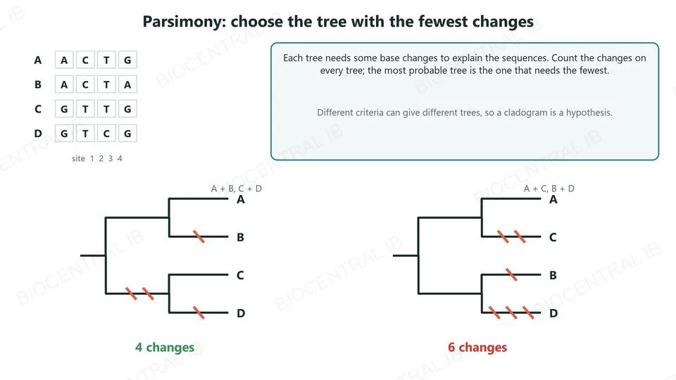 Four species, A to D, with four sites. Two possible trees: grouping A with B and C with D needs 4 base changes, marked on the branches; grouping A with C and B with D needs 6. The tree needing fewer changes is preferred