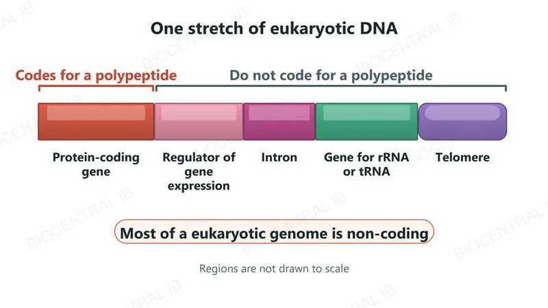 One stretch of eukaryotic DNA drawn as five coloured regions: a protein-coding gene, a regulator of gene expression, an intron, a gene for rRNA or tRNA, and a telomere at the end. Only the first region codes for a polypeptide; the other four do not.