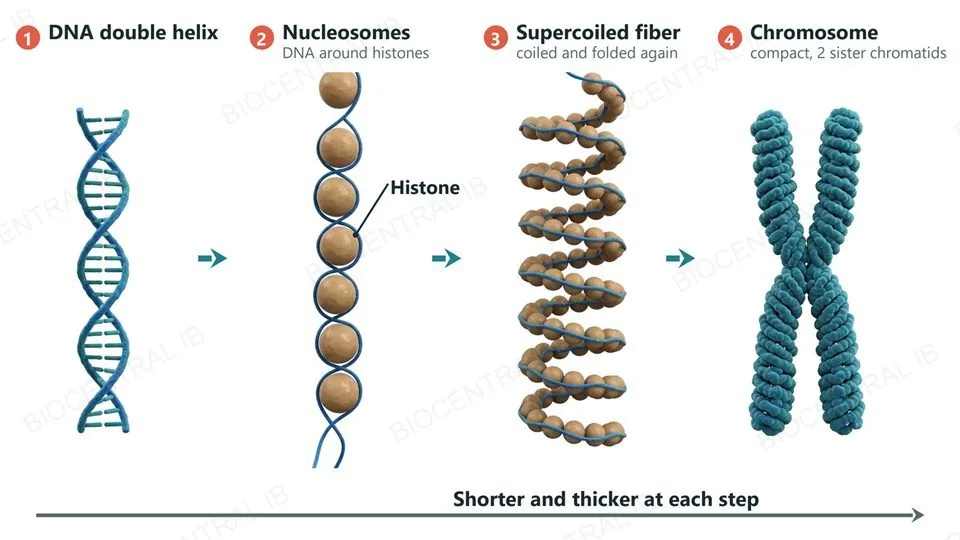 Four numbered stages of DNA condensation from left to right: a DNA double helix; DNA wound around histone protein beads (nucleosomes) like beads on a string; the beaded fiber coiled and folded into a thick spiral, the supercoiled fiber; and a short, thick, compact chromosome made of two sister chromatids. A long arrow underneath reads shorter and thicker at each step.