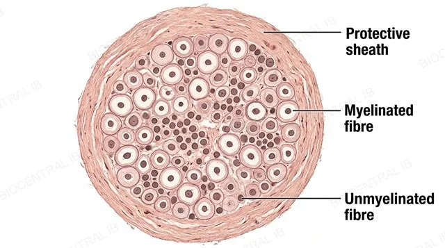 A transverse section of a nerve showing an outer protective sheath surrounding a bundle of myelinated and unmyelinated fibres, labeled protective sheath, myelinated fibre and unmyelinated fibre