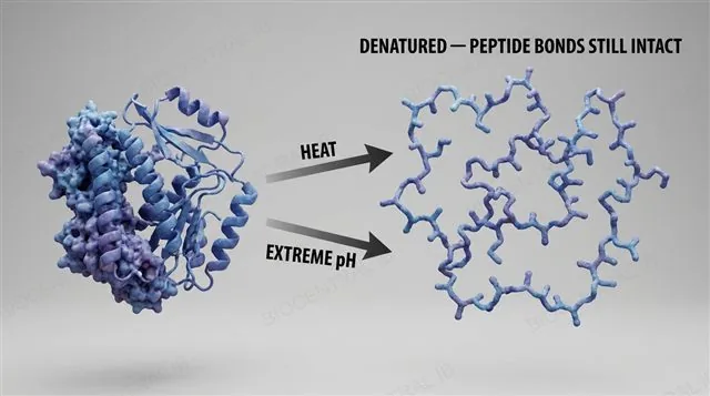 A folded functional protein denaturing under heat and a change in pH into an unfolded chain, with peptide bonds remaining intact, as labeled