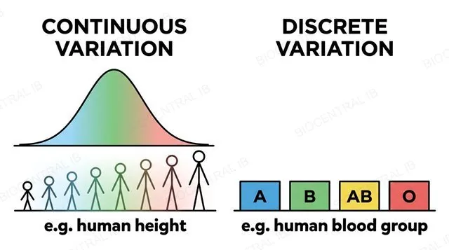 Diagram comparing continuous variation (human height, a bell curve) with discrete variation (human ABO blood group, four separate categories)