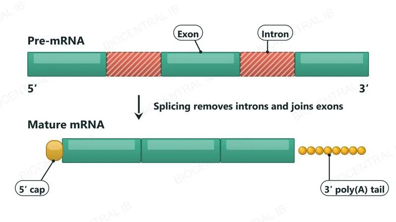 A pre-mRNA with three exons and two introns between them. Splicing removes the introns and joins the exons into a mature mRNA, which also has a 5' cap at its start and a 3' poly(A) tail at its end.