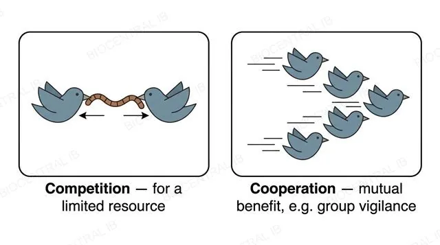 A flat two-panel diagram, both panels showing the same species of bird icon, left panel showing two birds pulling opposite ends of a worm labeled competition for a limited resource, right panel showing five birds flying together labeled cooperation mutual benefit