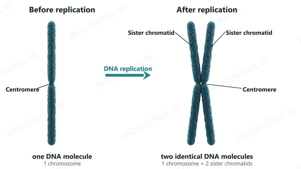 Two textured chromosomes side by side, labeled. On the left, before replication, a single thin rod made of one DNA molecule with a narrow constriction, the centromere. On the right, after replication, one chromosome made of two identical sister chromatids joined at the centromere, forming a slim X.