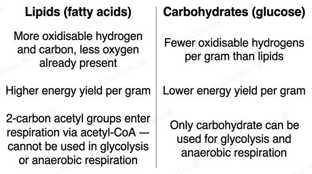 Two-column comparison diagram of lipids and carbohydrates as respiratory substrates, covering energy yield per gram and which pathways each can fuel