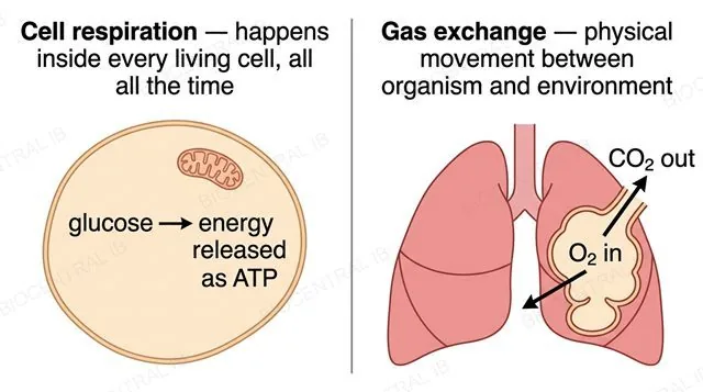 Two-panel diagram comparing cell respiration inside a cell with gas exchange at the alveolus