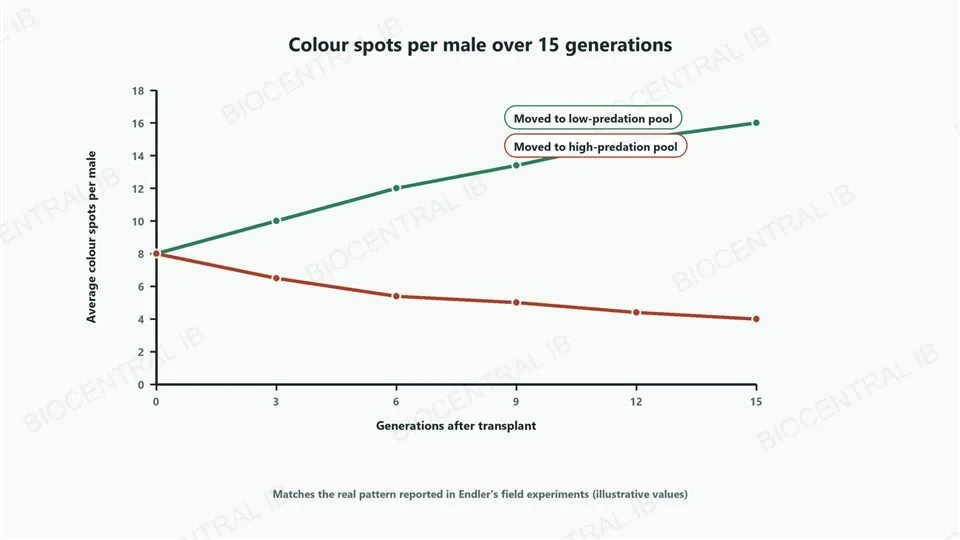 A line graph of average colour spots per male against generations after transplant, 0 to 15. Both lines start at 8 spots. The green line, moved to low-predation pool, rises steadily to 16 by generation 15. The red line, moved to high-predation pool, falls to about 4 by generation 15. A caption notes this matches the real pattern reported in Endler’s field experiments, illustrative values.