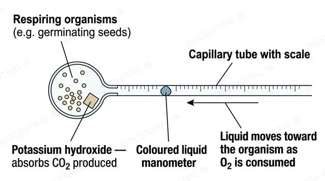 Labeled diagram of a simple respirometer apparatus used to measure the rate of cell respiration by oxygen consumption