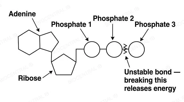 Labeled diagram of ATP's molecular structure showing adenine, ribose and three phosphate groups with the unstable terminal bond marked