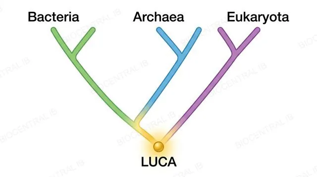 A phylogenetic tree with Bacteria, Archaea, and Eukaryota converging into LUCA