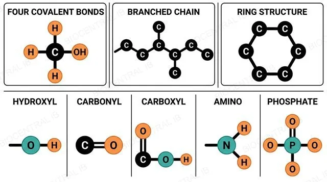 A carbon atom forming four covalent bonds, shown alongside a branched chain and a ring structure, with common functional groups labeled