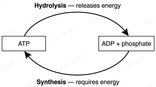 Diagram of the ATP to ADP and phosphate cycle, labeled hydrolysis releases energy and synthesis requires energy