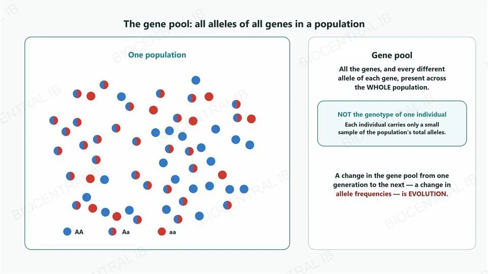 Left, a scattered population of about 60 small circles inside an oval boundary, coloured blue for the AA genotype, red for aa, and half-blue-half-red for Aa, with a key. Right, a definition of the gene pool as all the genes and alleles across the whole population, not one individual’s genotype, and a highlighted statement that a change in the gene pool from one generation to the next, a change in allele frequencies, is evolution.