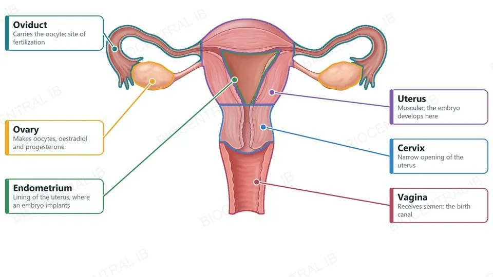 A front-view anatomical illustration of the female reproductive system with each structure outlined in its own colour and labelled with its function: ovary makes oocytes, oestradiol and progesterone; oviduct carries the oocyte and is the site of fertilization; uterus, muscular, where the embryo develops; endometrium, the lining where an embryo implants; cervix, the narrow opening; vagina, receives semen and is the birth canal.