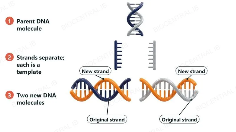 Three numbered steps: a parent DNA molecule, its two strands separating so that each acts as a template, and two new DNA molecules that each contain one original strand and one new orange strand, labelled Original strand and New strand