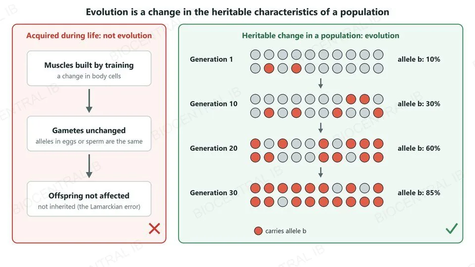 Two panels. Left, not evolution: muscles built by training change body cells, the gametes are unchanged, so offspring are not affected (the Lamarckian error). Right, evolution: a population of twenty individuals in generations 1, 10, 20 and 30, with the frequency of allele b rising from 10% to 30%, 60% and 85%