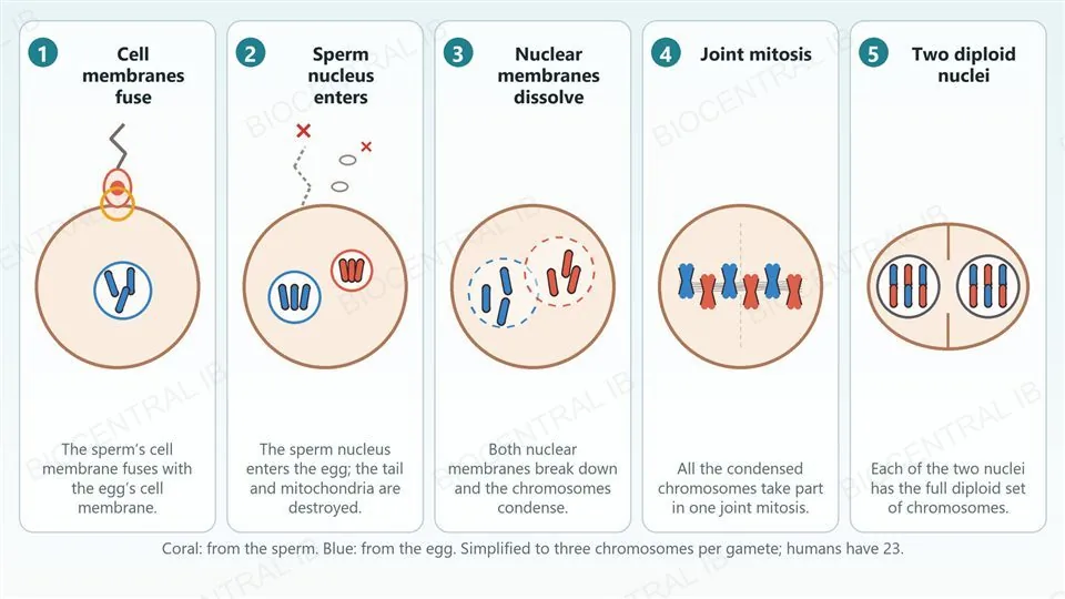 Five numbered steps drawn as cells, simplified to three chromosomes per gamete instead of the human 23: 1 the sperm cell membrane fuses with the egg cell membrane; 2 the sperm nucleus enters while the tail and mitochondria are destroyed; 3 the nuclear membranes dissolve; 4 all the condensed chromosomes line up together in one joint mitosis; 5 two diploid nuclei form.