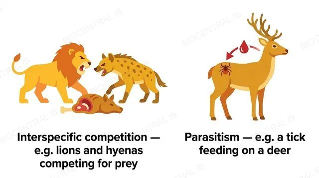 A flat two-panel diagram: a lion and a hyena both reaching for the same carcass labeled interspecific competition example lions and hyenas competing for prey, a tick attached to a weakened but alive deer labeled parasitism example a tick feeding on a deer