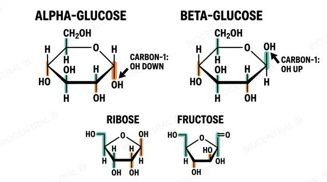 Ring structures of alpha-glucose and beta-glucose side by side, with the OH group orientation on carbon-1 labeled for each