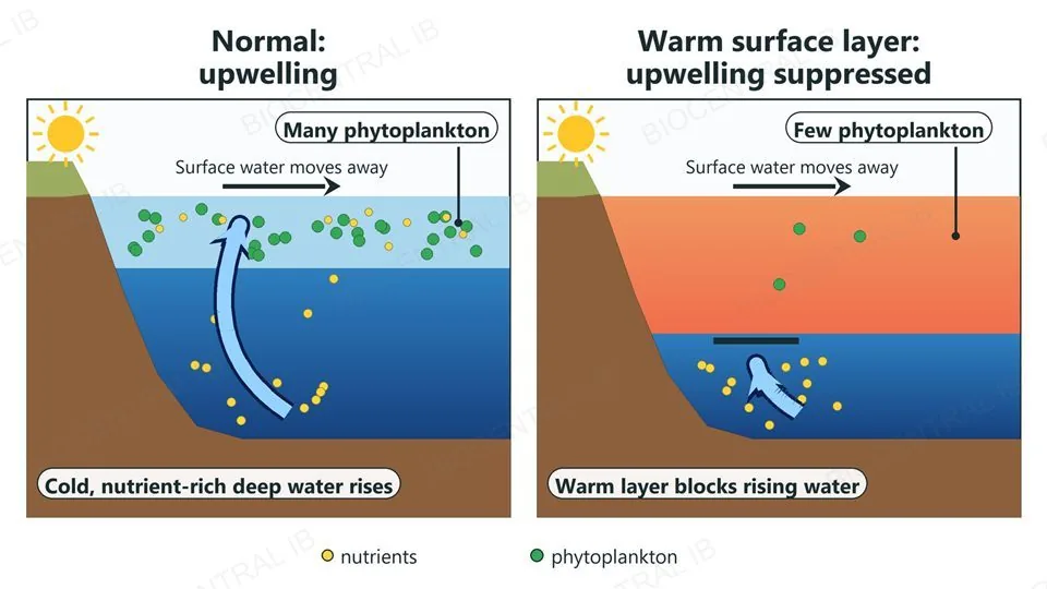 Two ocean cross-sections beside the same coast: in the first, surface water moves away from the coast, cold nutrient-rich deep water rises and many phytoplankton grow; in the second, a thick warm surface layer blocks the rising water and only a few phytoplankton grow