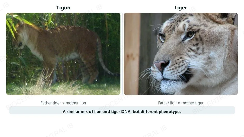 Two real photographs side by side: a tigon, offspring of a father tiger and mother lion, standing in grass; and a liger, offspring of a father lion and mother tiger, in close portrait, captioned that both share a similar mix of lion and tiger DNA but show different phenotypes.