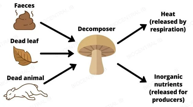 A flat diagram showing three sources, faeces, a dead leaf and a dead animal, each with an arrow into a central decomposer fungus icon, which has two outward arrows labeled heat released by respiration and inorganic nutrients released for producers