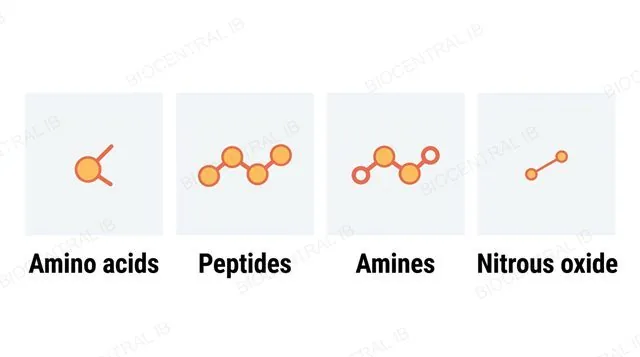 Four panels showing the four chemical groups that can serve as neurotransmitters as abstract molecular icons, labeled amino acids, peptides, amines and nitrous oxide