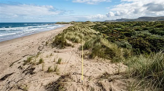 A transect line running across a natural habitat gradient such as a sand dune from shore to inland vegetation, with changing plant species abundance visible along its length, photorealistic landscape photography