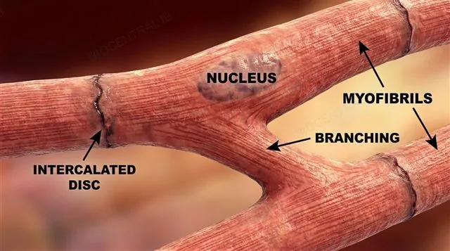 A branched cardiac muscle cell connected to neighbouring cells via intercalated discs, with striated myofibrils and one or two central nuclei, labeled
